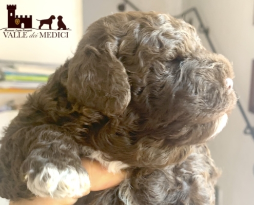 baghera children lagotto family