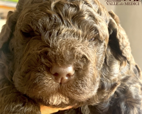 baghera teething lagotto