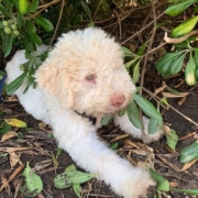cuccioli lagotto pup