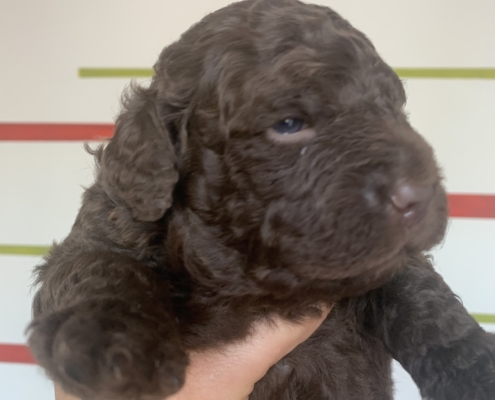 groom lagotto romagnolo Akela