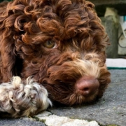 italian breeder