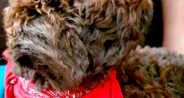 lagotto romagnolo breeder italian water dog