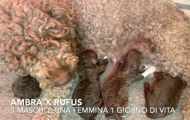 litter italian dog water - lagotto romagnolo breeder