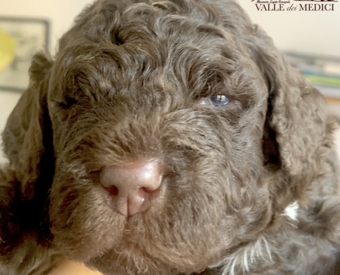 mowgli italian water dog pedigree