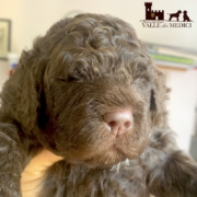 mowgli lagotto health