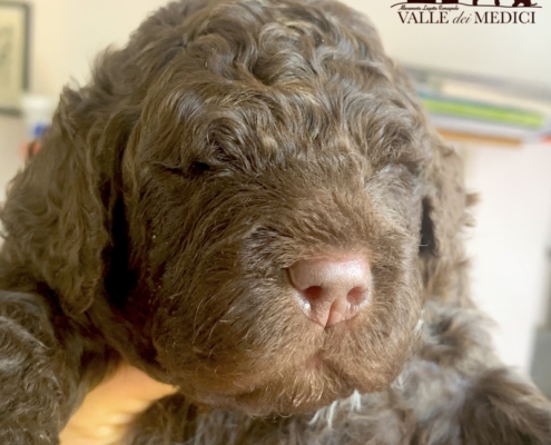 mowgli lagotto health