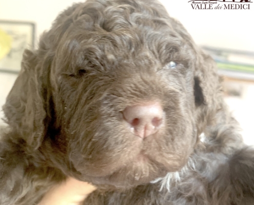 mowgli lagotto price