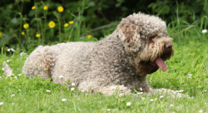 rufus lagotto