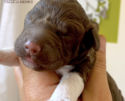 shanti italian breeder lagotto