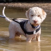 waterdog
