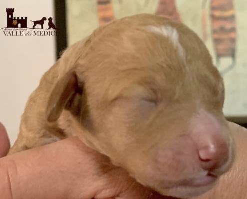 color lagotto greta