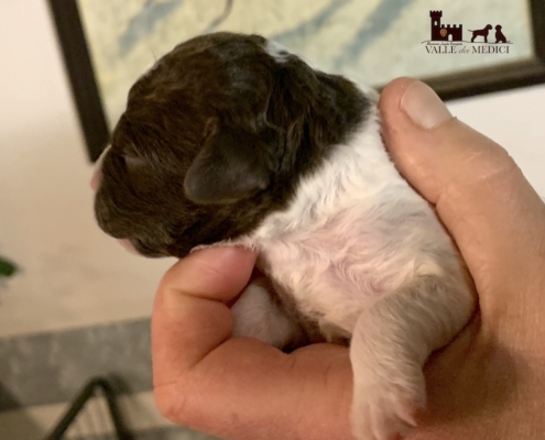 feeding the lagotto grisu