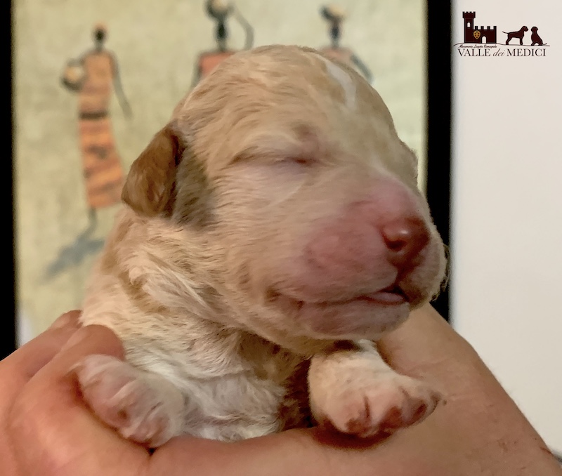 grace character lagotto