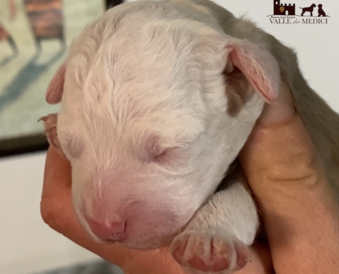 gulliver breeding lagotto romagnolo