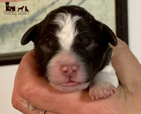 price lagotto romagnolo grisu