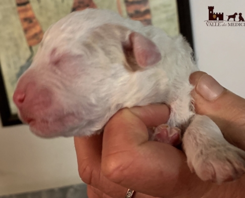 size lagotto gas