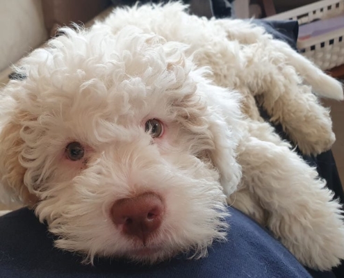 Pigmentazione Lagotto Romagnolo