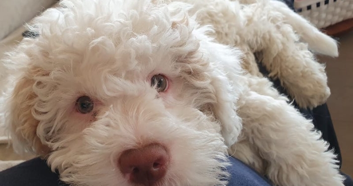 Pigmentazione Lagotto Romagnolo