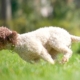 first journey with lagotto pup