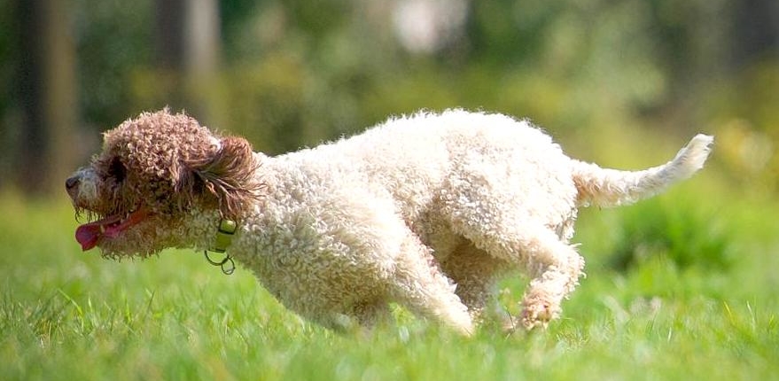 first journey with lagotto pup