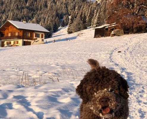 primo viaggio cucciolo lagotto