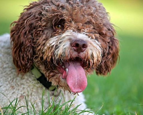 sterilisation of a lagotto dog