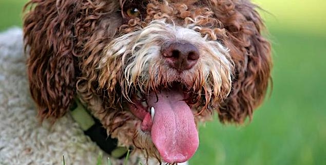 sterilisation of a lagotto dog