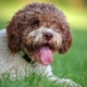 sterilisation of a lagotto dog