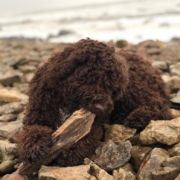 sterilizzazione cane lagotto