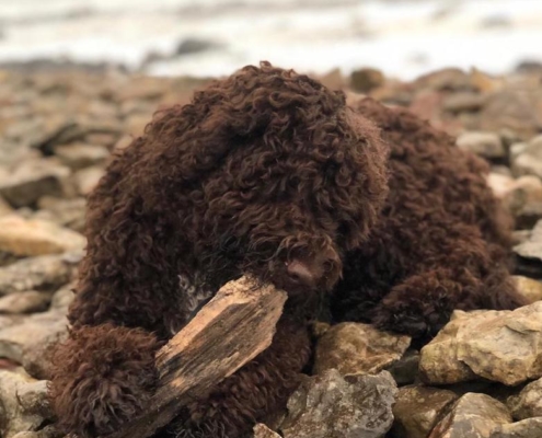 sterilizzazione cane lagotto