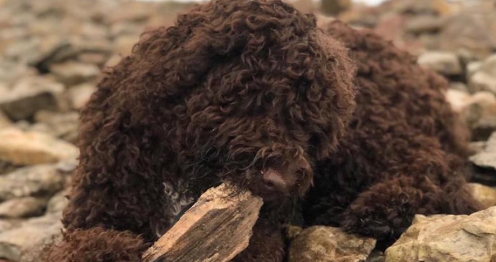 sterilizzazione cane lagotto