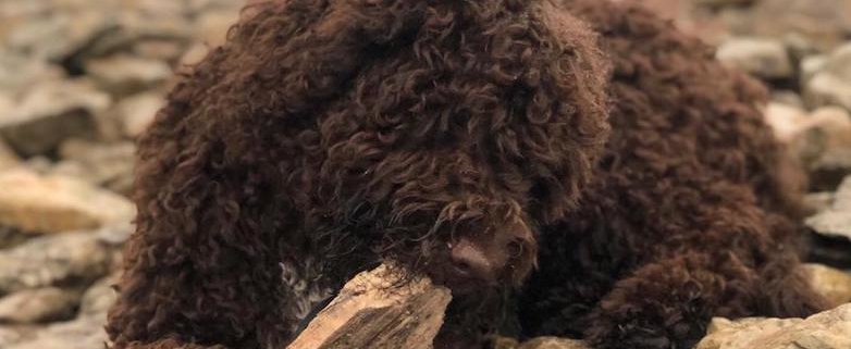 sterilizzazione cane lagotto