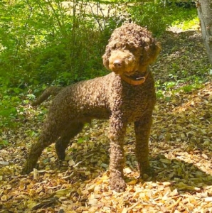 lagotto romagnolo kennel