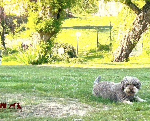 tosca lagotto in the garden
