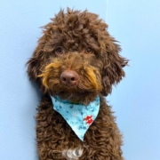 lagotto romagnolo USA