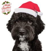 lagotto romagnolo italian breeder