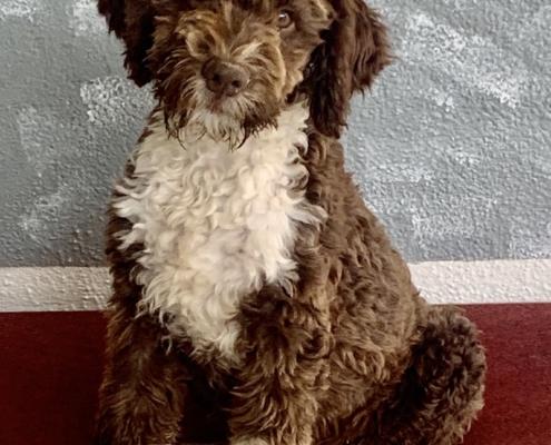 EVITA LAGOTTO FEMALE