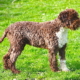 ITALIAN KENNEL LAGOTTO WATER DOG EVITA