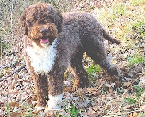 TRUFFLE DOG LAGOTTO EVITA