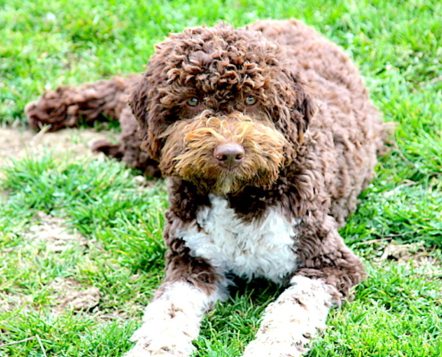 beatyfull lagotto breeder shanti