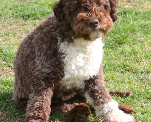 breed lagotto romagnolo evita