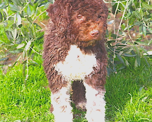 lagotto romagno shanti