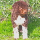 lagotto romagno shanti