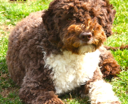 pup female lagotto italian water dog evita