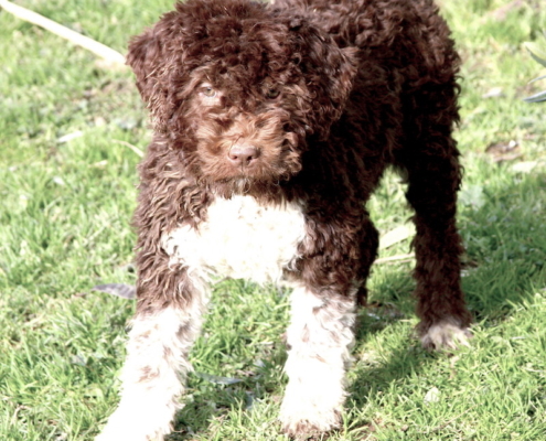 pups avalaibles italy lagotto shanti