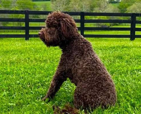 Unted states lagotto romagnolo puppy