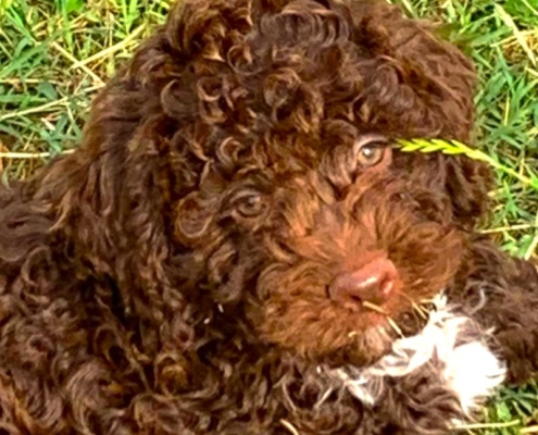 lagotto cucciolo femmina marrone