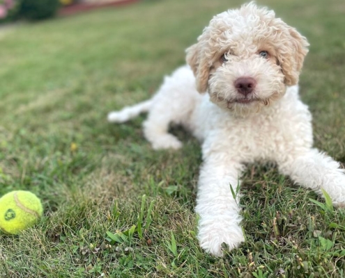 white lagotto Switwerland