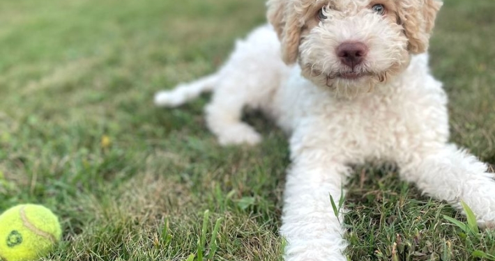 white lagotto Switwerland