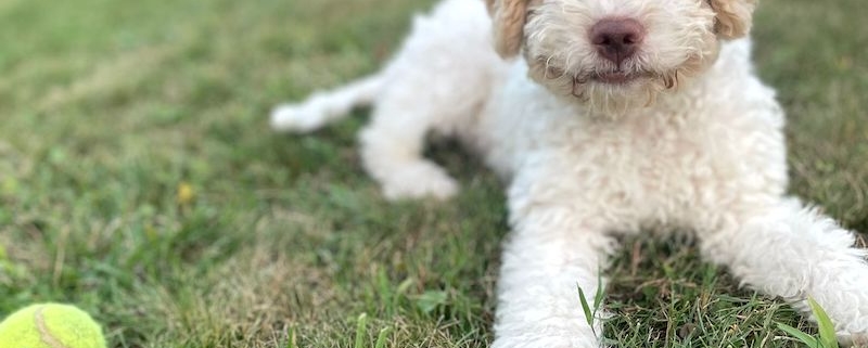 white lagotto Switwerland